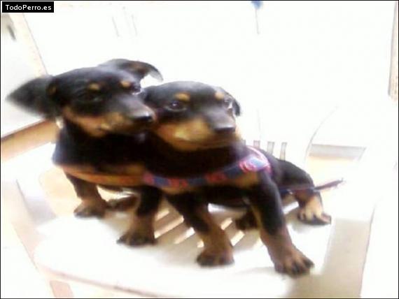 La foto del perro Roky Foto del perro Roky