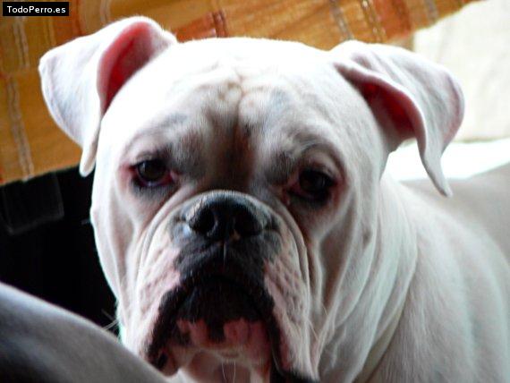 Foto del perro Tyron
