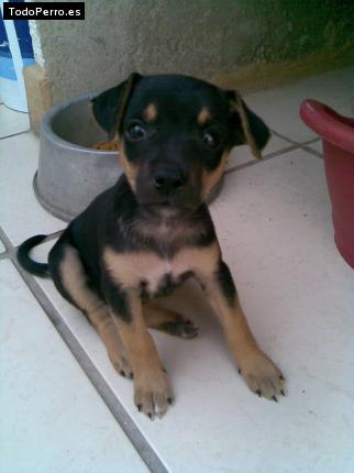 Foto del perro Candy