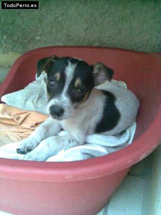 Foto del perro Capi