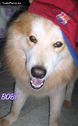 Foto del perro Boby