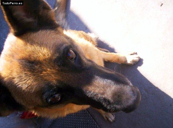 Foto del perro Nevry