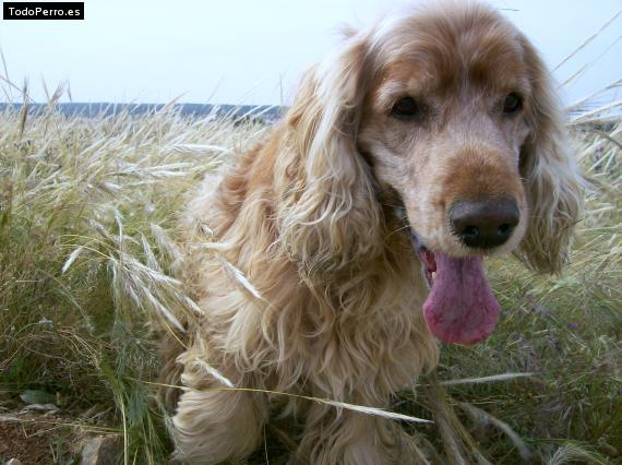 Foto del perro Rudi