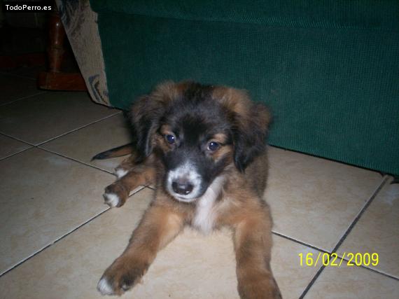 La foto del perro Rocko Foto del perro Rocko