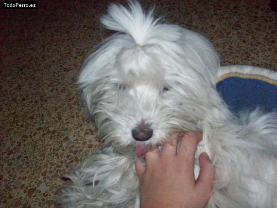 Foto del perro Nely