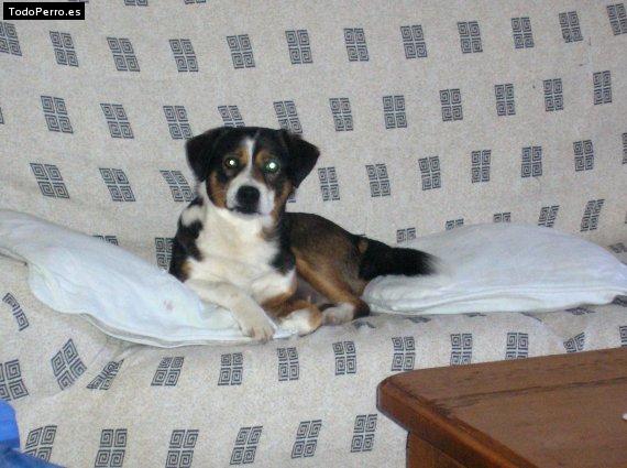 Foto del perro Cartucho