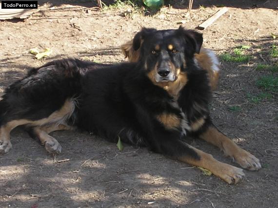 La foto del perro Conan Foto del perro Conan