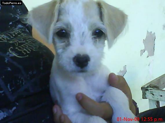 La foto del perro Cachito Foto del perro Cachito