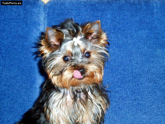 Foto del perro Wendy