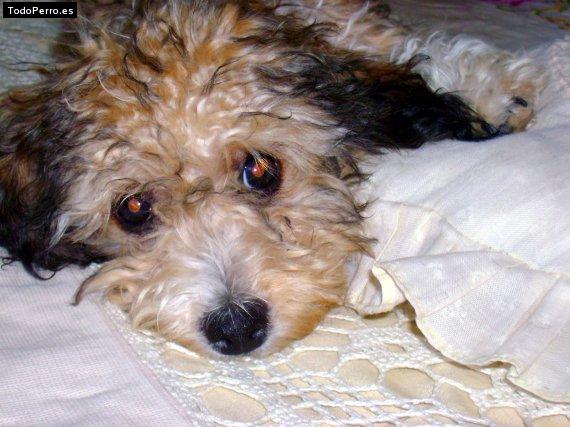 La foto del perro Chispa Foto del perro Chispa