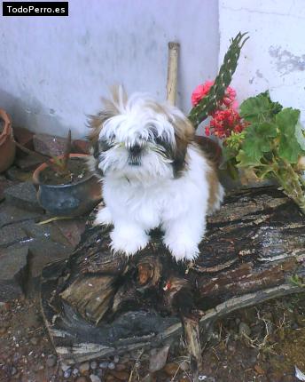 Foto del perro Ciro