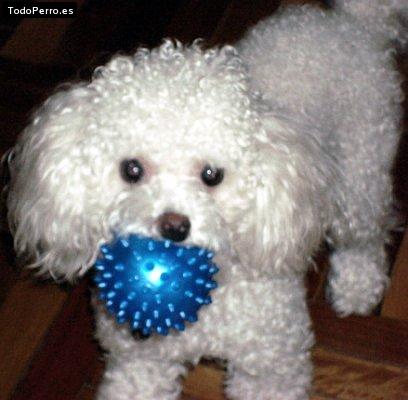Foto del perro Noah