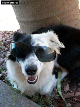 Foto del perro Panda