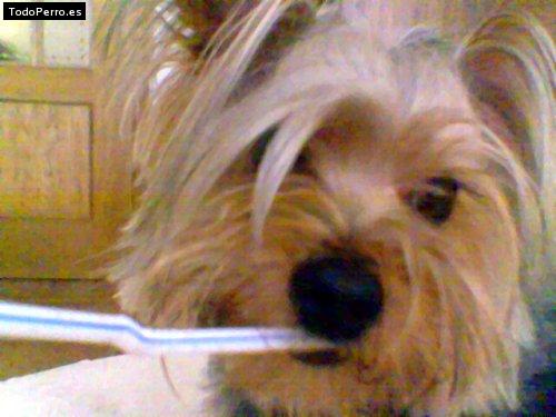 Foto del perro Booster