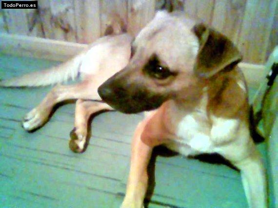 Foto del perro Rako
