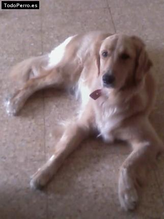 Foto del perro Blondy