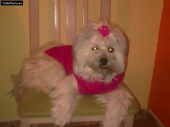 Foto del perro Chiripa
