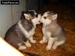 Foto del perro Grey y snow