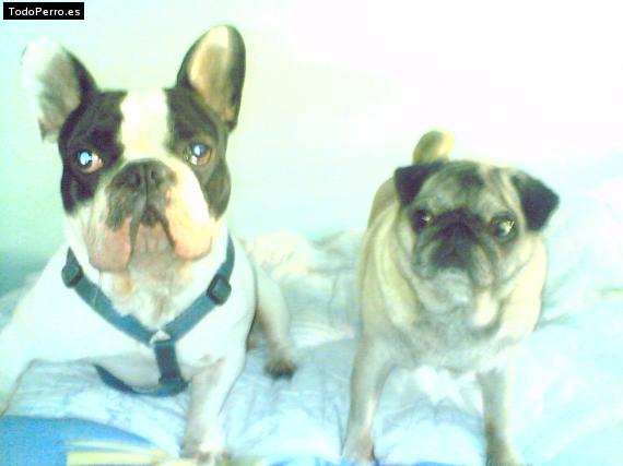 Foto del perro Stich y kira