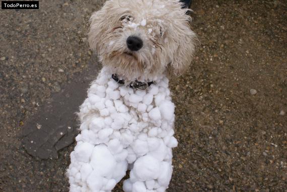 Foto del perro Sherpa