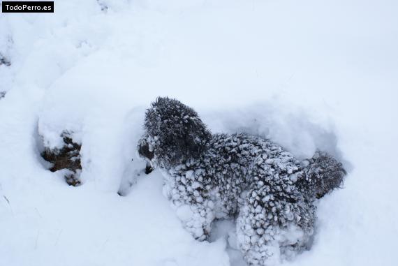 Foto del perro Kiki