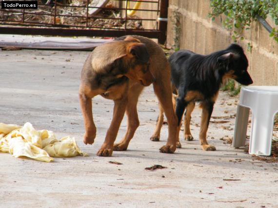 Foto del perro Bulma y bruno