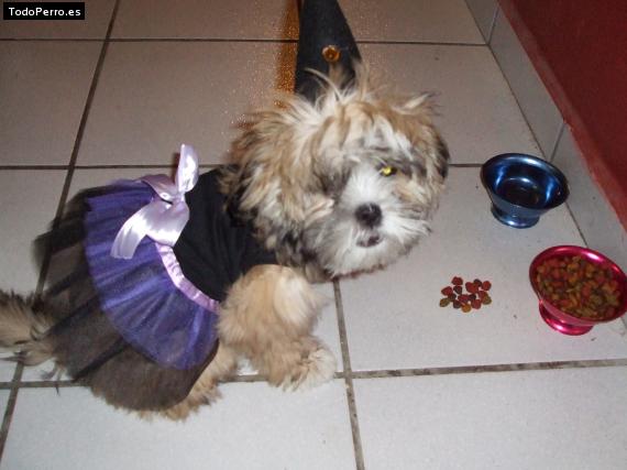 Foto del perro Roxy