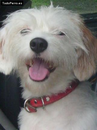 Foto del perro Rocko