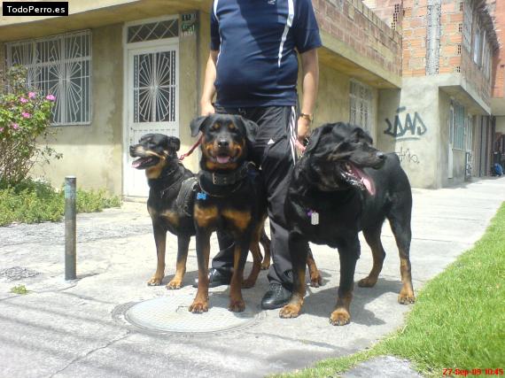 Foto del perro Red jack y dunkan