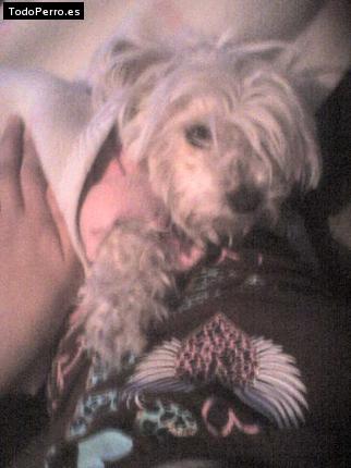 La foto del perro Cookis Foto del perro Cookis