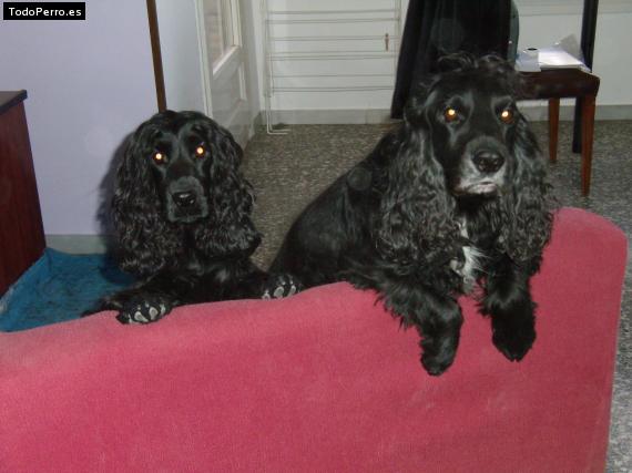 Foto del perro Blacky y mia farrow