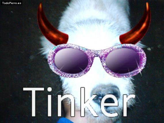 Foto del perro Tinkerbell