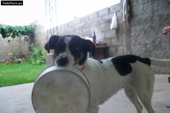 Foto del perro Cindy