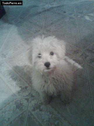 Foto del perro Jerry