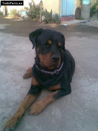 Foto del perro Rocky