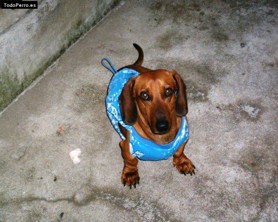 Foto del perro Toto