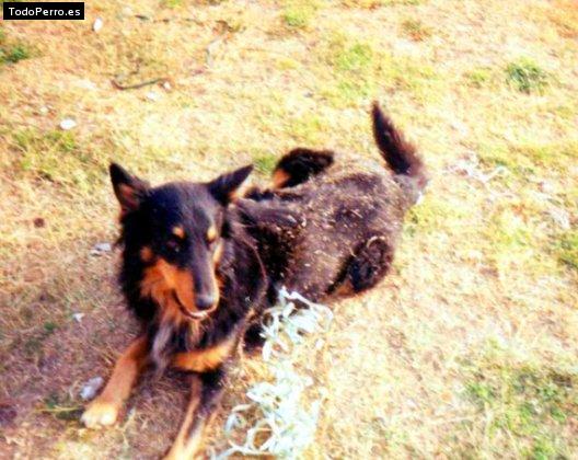 Foto del perro Tobby