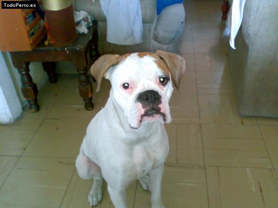 Foto del perro Chata