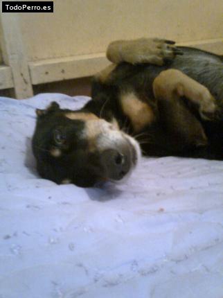 Foto del perro Candú