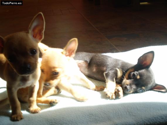 Foto del perro Bruno, taquito y tara