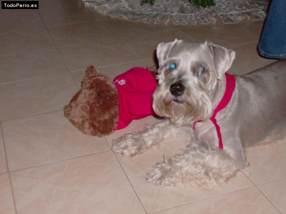 Foto del perro Brandy