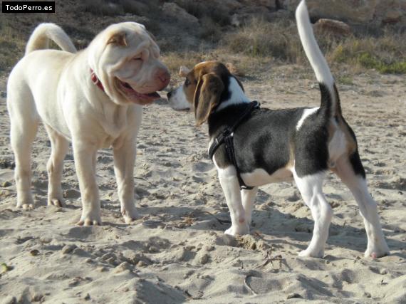 Foto del perro Puskas