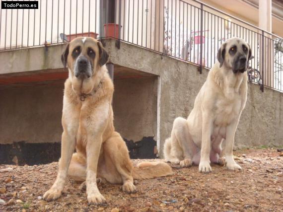 Foto del perro Tino y kona