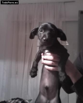 Foto del perro Chami