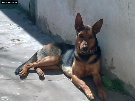 Foto del perro Chucho