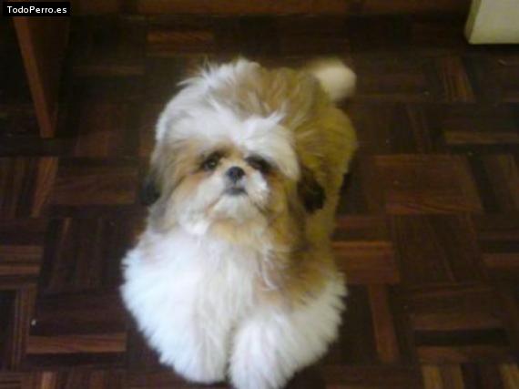 Foto del perro Cockie