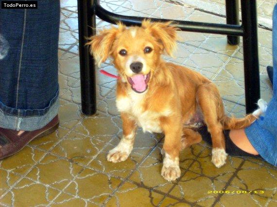 Foto del perro Magy