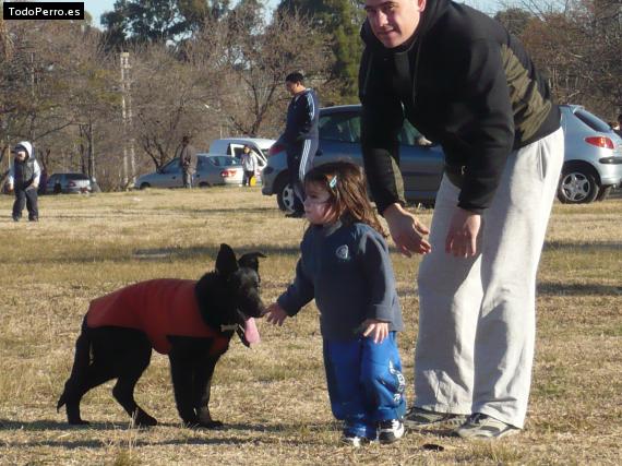 Foto del perro Alfonso