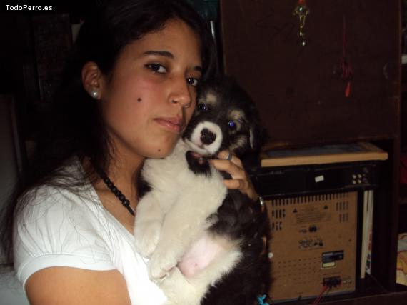 La foto del perro Chonchii Foto del perro Chonchii