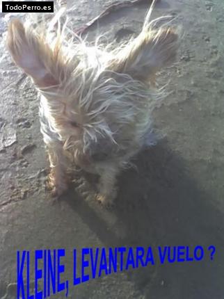 Foto del perro Kleine